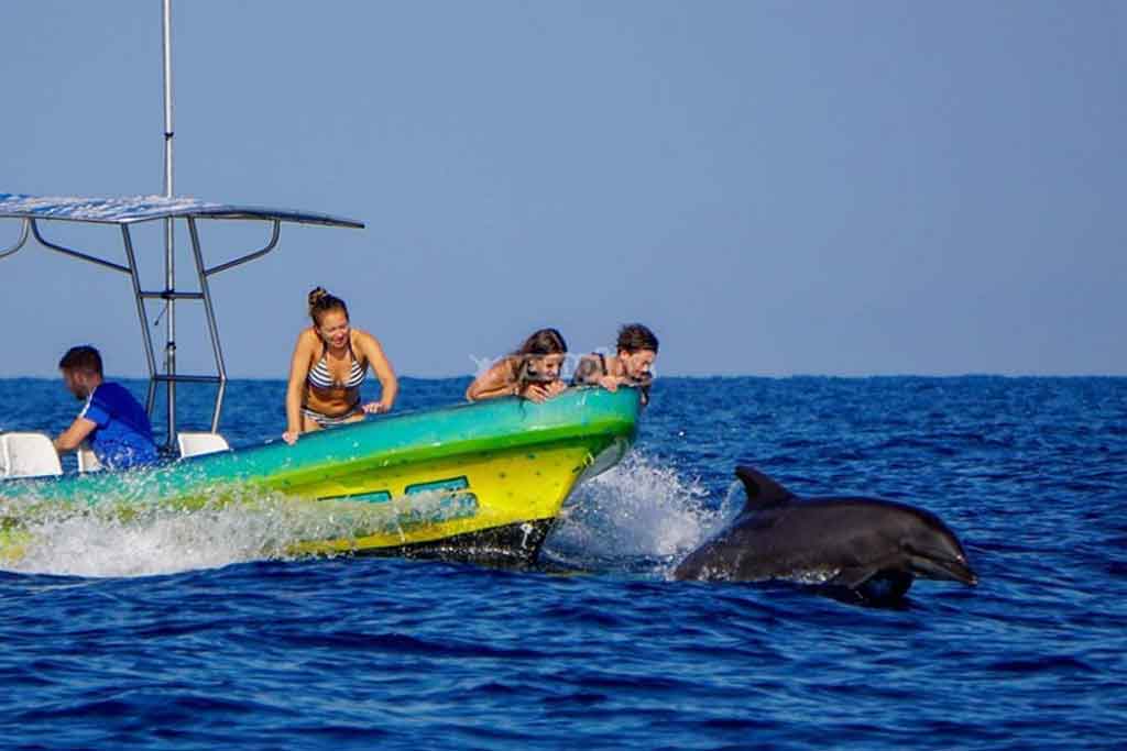 Dolphin & Whales Watching in srilanka