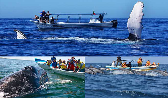 Whale and Dolphin Watching srilanka