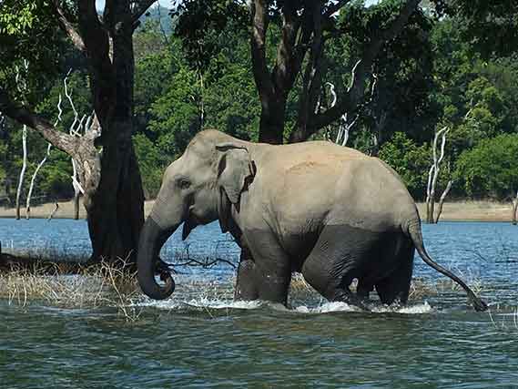 Gal-Oya-National-Park-elephants