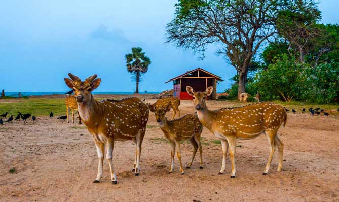 Spotted Deer Trincomalee