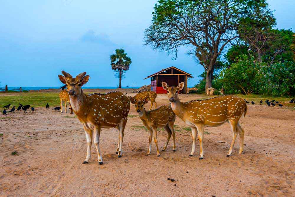 Spotted Deer Trincomalee